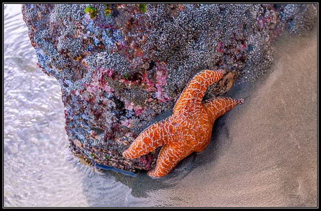 starfish rock 26