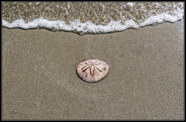 sand dollar on beach 27
