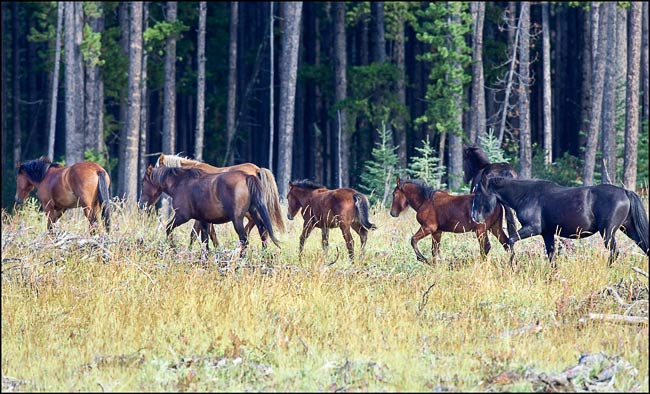wild horses in forest 3