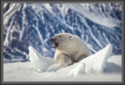 polar bear portrait