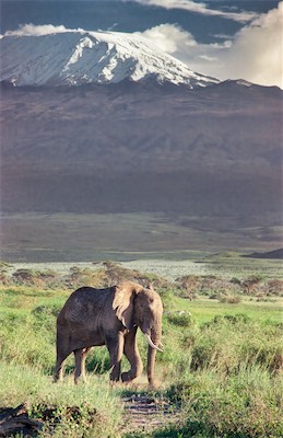 elepant and Kilmanjaro