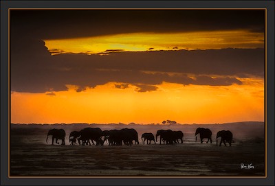 elephant herd