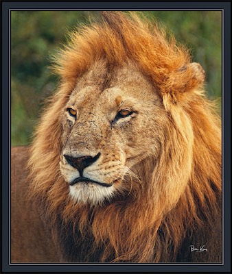 lion 1