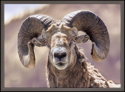 big horned sheep