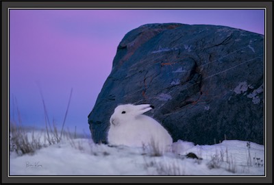 Arctic hare