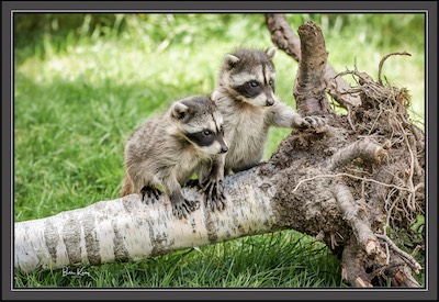 raccoons holding hands