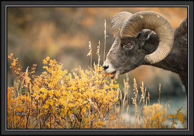 yellowstone sheep