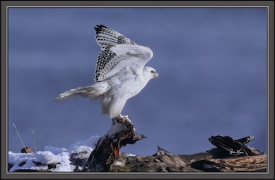 gyrfalcon - white phase
