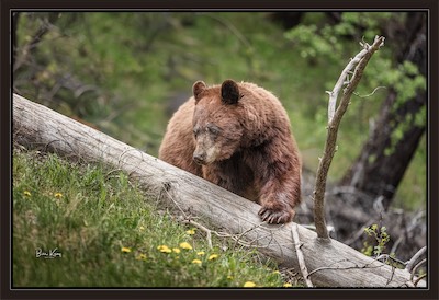 cinniamen (black) bear, Alberta