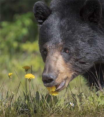 dandelion flower bear