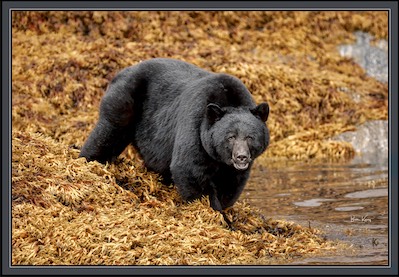 seaweed bear