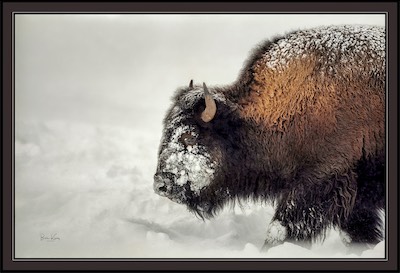 snow buffalo