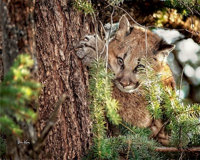 cougar in tree