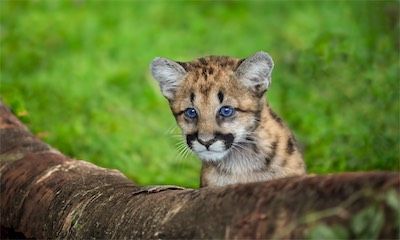 cougar kitten