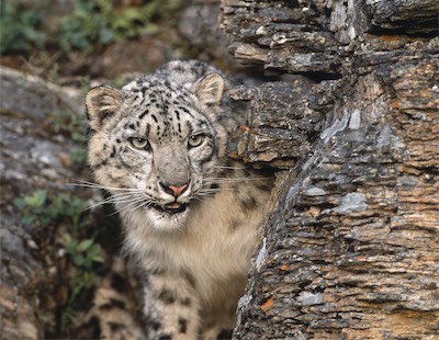 snow leopard