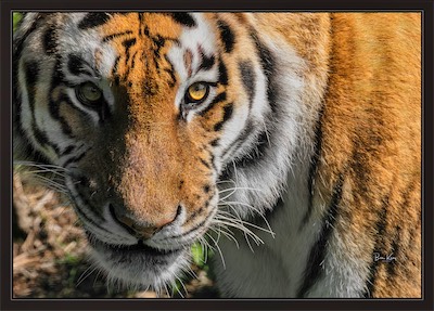 eye of the tiger