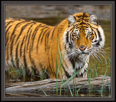 tiger at water edge