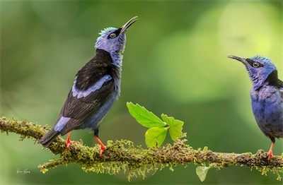 COSTA_birds.jpg