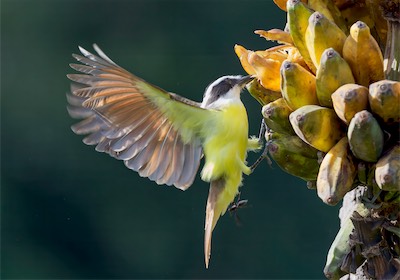 costa_wings.jpg
