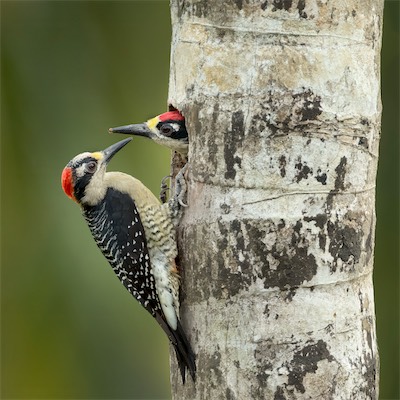 Costa_woodPECKER.jpg