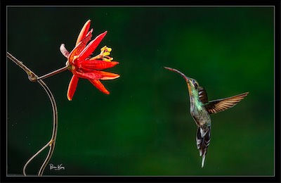 red hummingbird flower