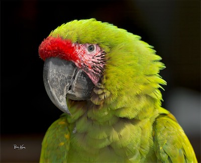 greatGREEN_20_macaw.jpg