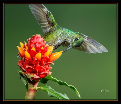 Hummer_flower_sit.jpg