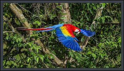 Macaw flight