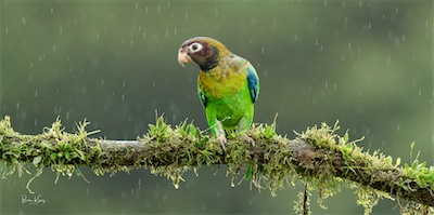 smallPARROT.jpg