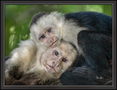 white-faced monkeys