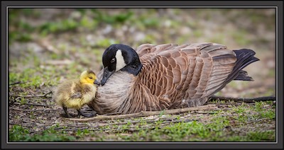 Canada Goose family time