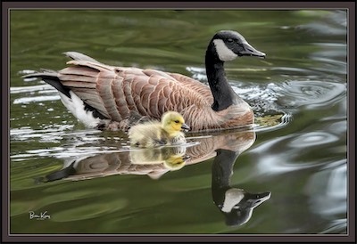 Canada goose family