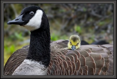 gosling ride