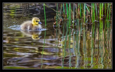 marsh gosling