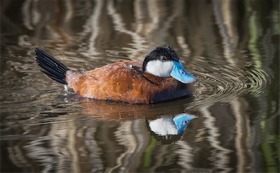 rudy duck