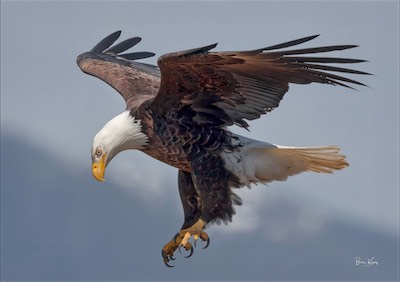 eagle air life