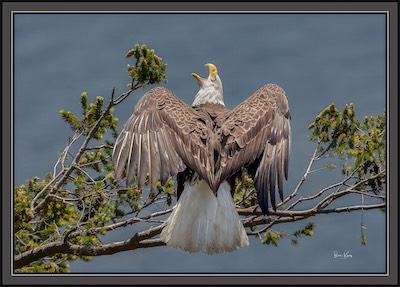 eagle_cry1.jpg