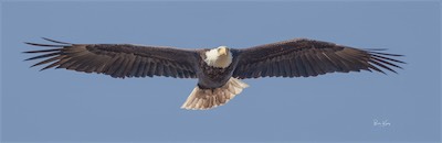 eagle flight 1