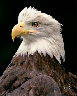 eagle portrait