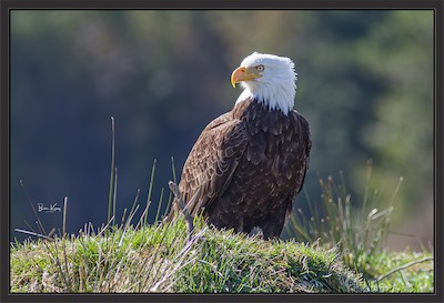 eagle sit