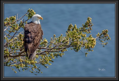 eagle tree sit