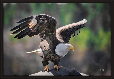 eagle takeoff from rock