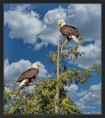eagle tree