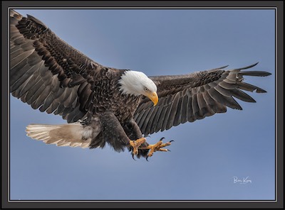 eagle claws