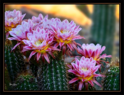 arizona flower colors