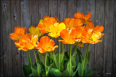 California poppies