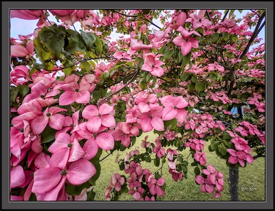 pink dogwood tree