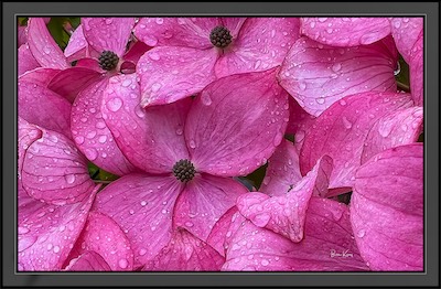 dogwood beauty