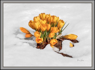 snow flowers