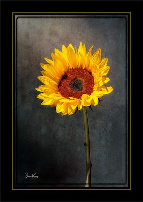 sunflower portrait
